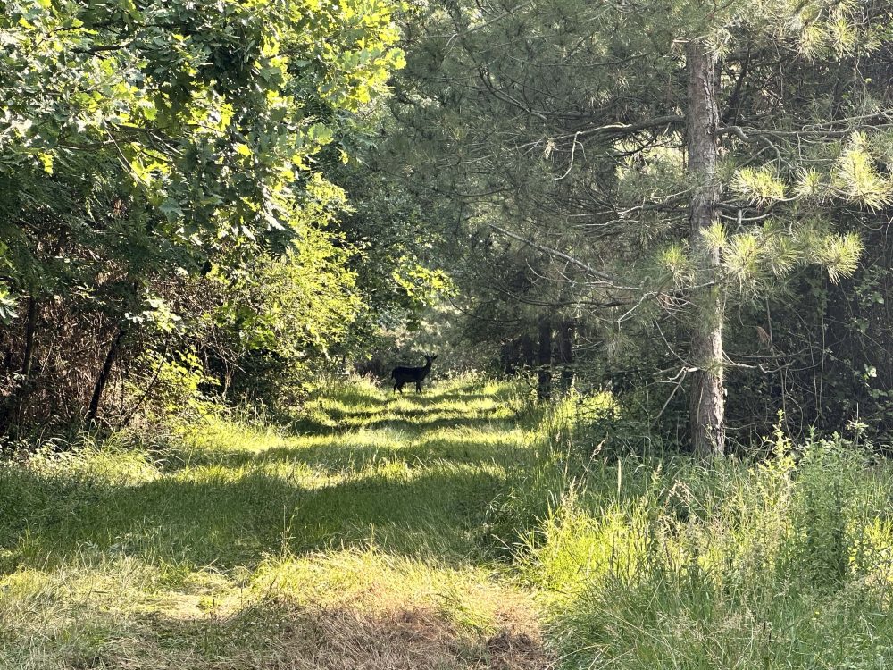Domaine Damona Lodges en pleine nature